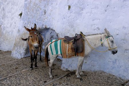 Saddled mules or donkeys waiting for tourists to carry up or down the cliff from the old port at Fira, Santorini, to the town above.の写真素材
