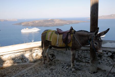 Saddled mule or donkey waiting for tourists to carry up or down the cliff from the old port at Fira, Santorini, to the town above.の写真素材