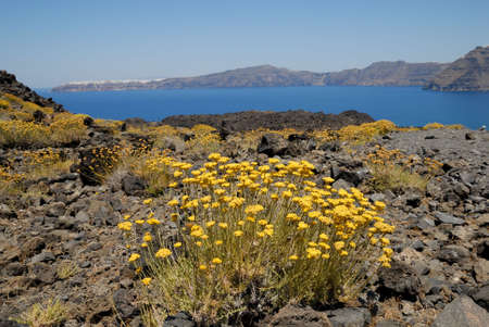 Yellow flowers on the volcanic island Nea Kameni Greeceの写真素材