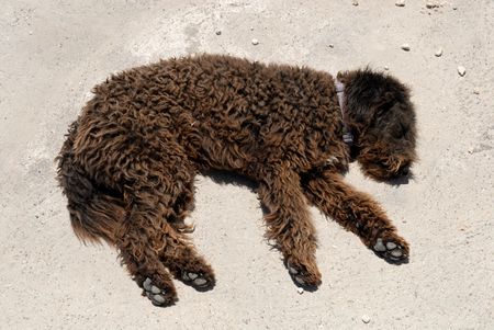 Black dog sleeping on the street in Santorini, Greeceの写真素材