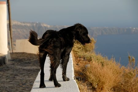 Black dog on the wall in Santorini, Greeceの写真素材