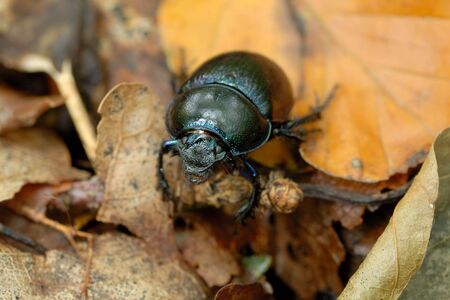Dor Beetle on autumn foliage, wildlife shot