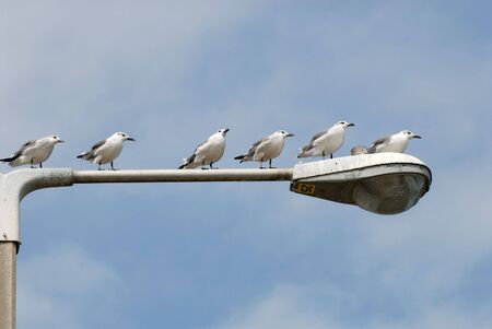 Seagulls at a lanternの写真素材