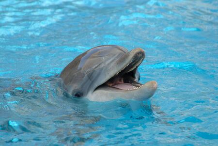 Dolphin closeupの写真素材