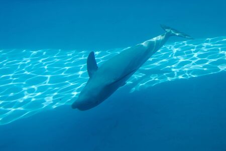 Dolphin swimming underwaterの写真素材