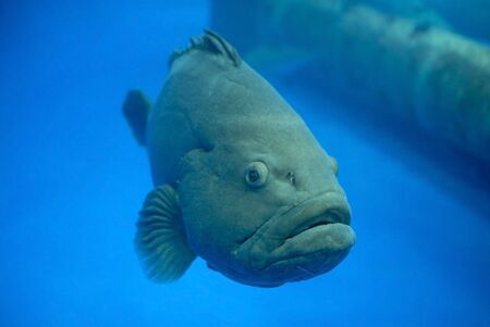 Fish in aquarium