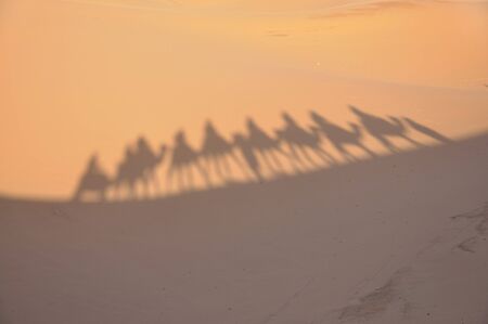 Shadows of camels in Sahara desert Merzouga, Moroccoの写真素材