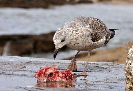 Seagull eating fish, Essaouria Moroccoの写真素材