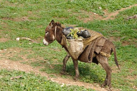The Mule - traditional means of transport in Moroccoの写真素材