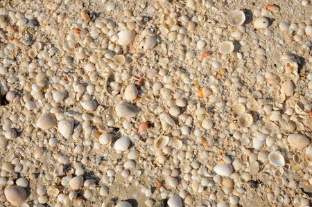 Shells on the beach