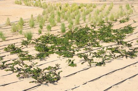 Gardening in Dubai, United Arab Emiratesの写真素材