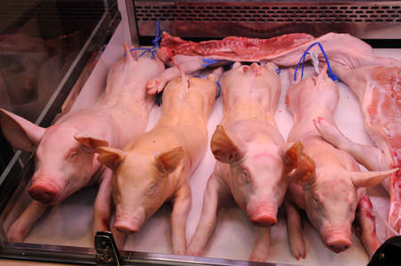 Little pigs for sale in La Boqueria market, Barcelona Spainの写真素材