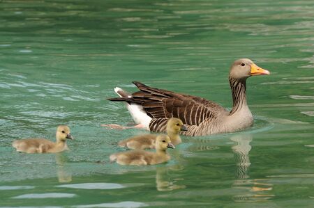 Duck familyの写真素材