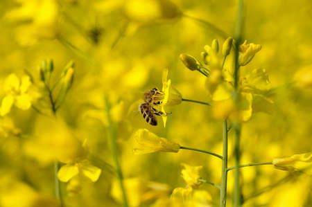 Bee in an oilseed rape fieldの写真素材