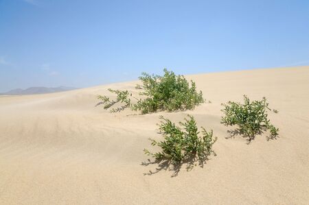 Lonely plant in the dunes at the canary island Fuerteventura, Spainの写真素材