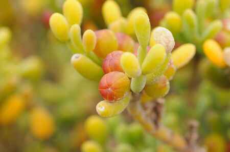 Closeup of a succulent plant in the salt meadow on Fuerteventura, Spainの写真素材