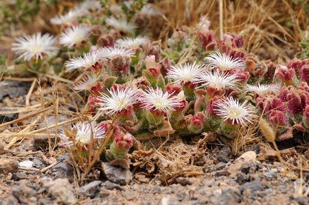 Blooming succulent plant on Canary Island Fuerteventuraの写真素材