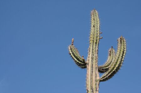 Giant cactus in the desert