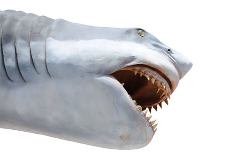 Shark isolated over white background with clipping-の写真素材