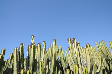 Cacti in the desert