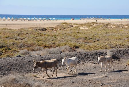 Donkey in Jandia Playa, Canary Island Fuerteventura, Spain