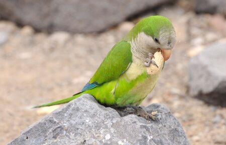 Closeup of green parrot eating a peanutの写真素材