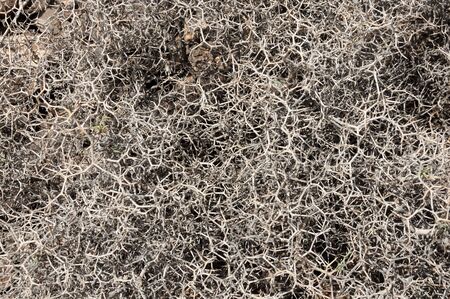 Dry desert plant closeup. Canary Island Fuerteventura, Spainの写真素材