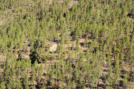 Forest in El Teide National Park. Canary Island Tenerife, Spain
