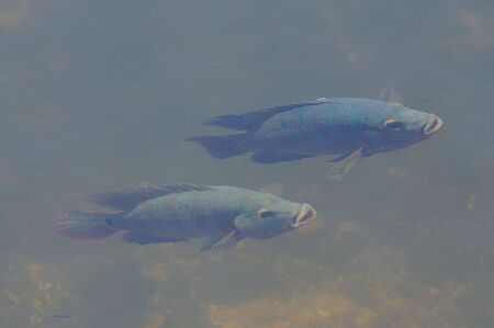 Two Fishes Underwater, Everglades Floridaの写真素材