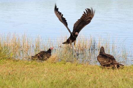 Turkey Vultures in the Everglades National Park, Florida USA