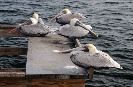 Pelicans in St. Petersburg, Florida USAの写真素材