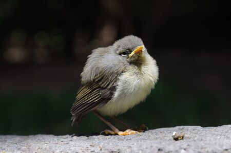 Young sparrowの写真素材