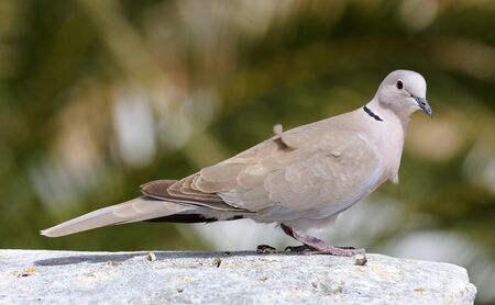 Pigeonの写真素材