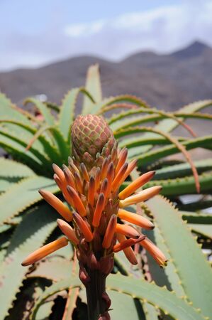 Blooming Aloe Vera Flower. Canary Island Fuerteventuraの写真素材