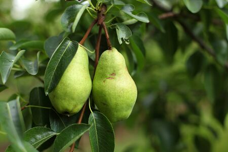 Pears on the tree branchの写真素材