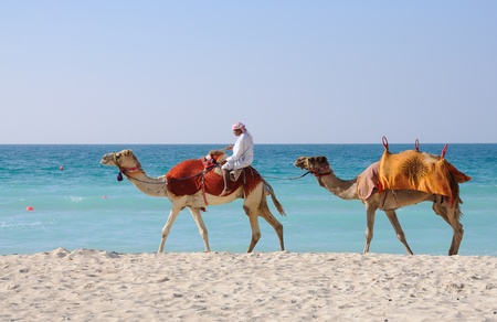 Bedouin with camels on the beach in Dubai. Photo taken at 29th of January 2009のeditorial素材