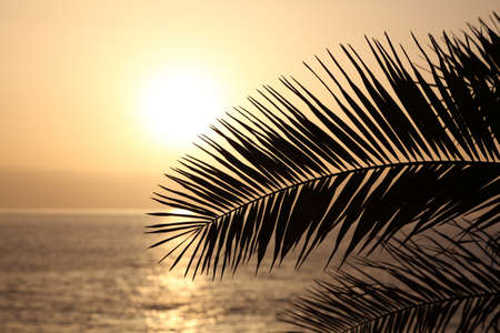 Palm leaf silhouette at sunset. Canary Island Tenerife, Spainの写真素材