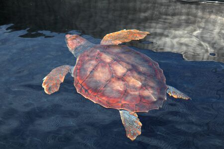 Snapping turtle in the water
