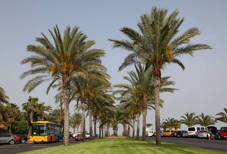 Palm Trees at Avenida del Saladar in Jandia Playa, Canary Island Fuerteventura, Spain. Photo taken at 23rd of March 2011のeditorial素材
