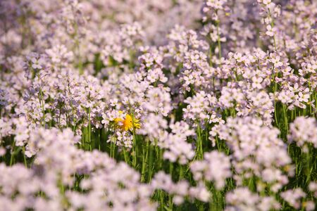 Beautiful meadow with cuckoo flowers in spring