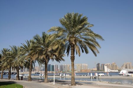 Palm Trees at Dubai Creek, United Arab Emirates. Photo taken at 29th of January 2010のeditorial素材