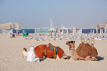 Camels on the Beach in Dubai, United Arab Emirates. Photo taken at 29th of January 2010のeditorial素材