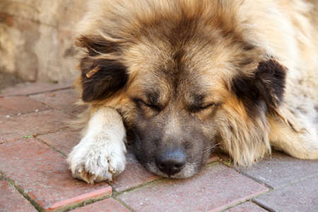 Cute dog sleeping on the sidewalkの写真素材