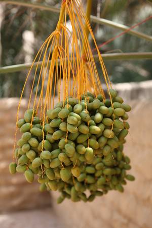 Dates on a palm tree, Al Ain, United Arab Emiratesの写真素材