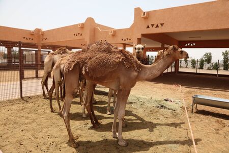 Camel Market in Al Ain, Emirate of Abu Dhabi, United Arab Emiratesの写真素材