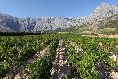 View of a vineyard in Dalmatia, Croatiaの写真素材