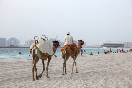 Camels on the beach in Dubai, United Arab Emirates. Photo taken at 30th of Mai 2011のeditorial素材