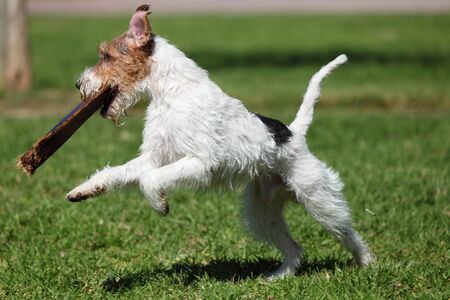 Jack Russel Terrier playong outdoorsの写真素材