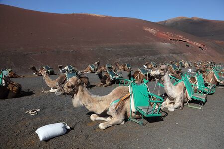 Camels waiting for tourists in national park Timanfaya on Lanzarote, Spainの写真素材