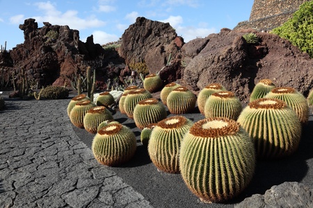 Cactus Garden - Jardin de Cactus - on Canary Island Lanzarote, Spain.